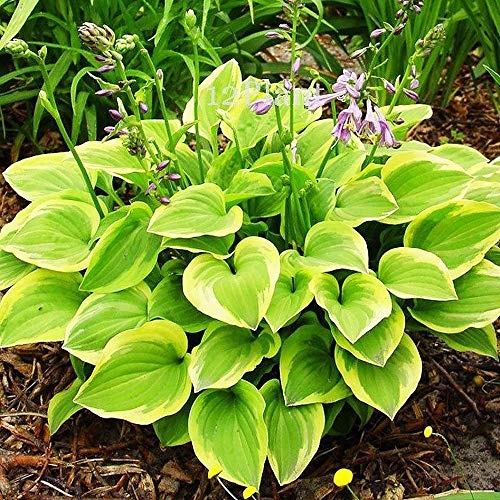 Hosta Planta decorativa Jardin plantas Plantas bulbos Planta natural 1x Rizoma Hosta Golden Tiara