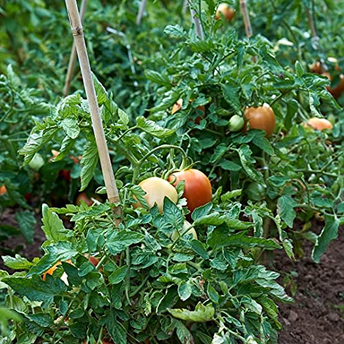 KULTIVERI Varillas de Bambú Naturales Ecológicas. 25 Estacas para Uso Agrícola y Huertos Domésticos. Tutores para Tomateras y Otras Plantas. (150 cm (10-12 mm diámetro))