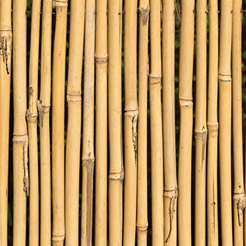 KULTIVERI Varillas de Bambú Naturales Ecológicas. 25 Estacas para Uso Agrícola y Huertos Domésticos. Tutores para Tomateras y Otras Plantas. (150 cm (10-12 mm diámetro))