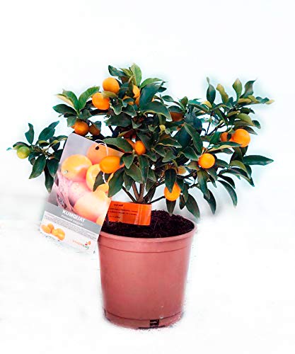 Kumquat | Cítrico enano | 40cm de altura (Envíos solo a Península)