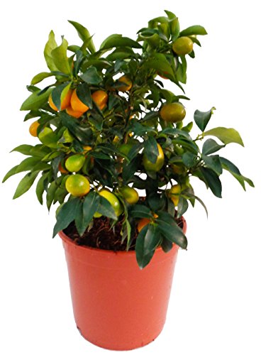 Kumquat | Cítrico enano | 40cm de altura (Envíos solo a Península)