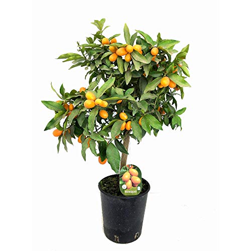 Kumquat en maceta de 21cm 80cm de alto naranjo chino citrico.