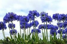 Lirios del Nilo, más de 20 semillas de flores, lirio africano azul Agapanthus africanus