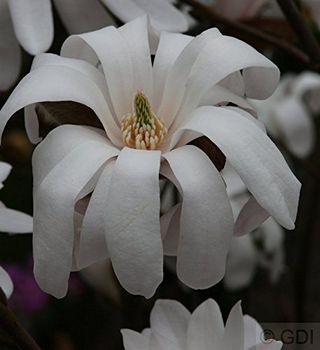 Magnolia stellata Royal Star - Magnolia (40-60 cm)