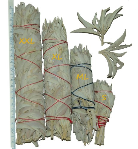 ML-5-6Inch (14,5cm) Californian White Sage smudge stick incenso Salvia Blanca Californiana manojos: Purifica y Limpia Alejando la Energía Negativa de la gente