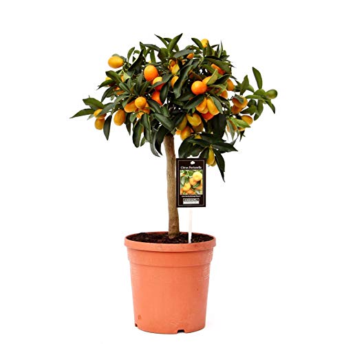 Planta de fruta – Kumquat – Altura: 60 cm