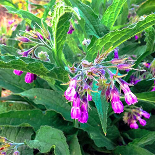 Plantas artificiales,Semillas de frutas de flores,1 bolsa de semillas de hierba agregada fresca medicinal mesofito resistente al frío de la consuelda para la granja