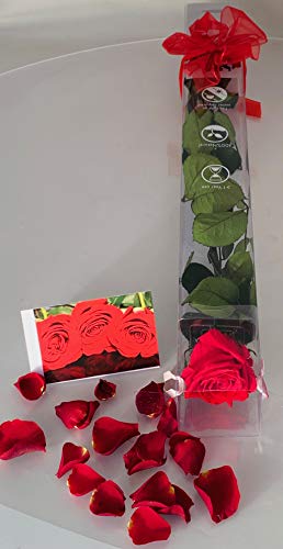 Rosa eterna – Rosa natural preservada – Color Rojo – Regalos para parejas – Ideas para San Valentín o un aniversario – Regalos románticos