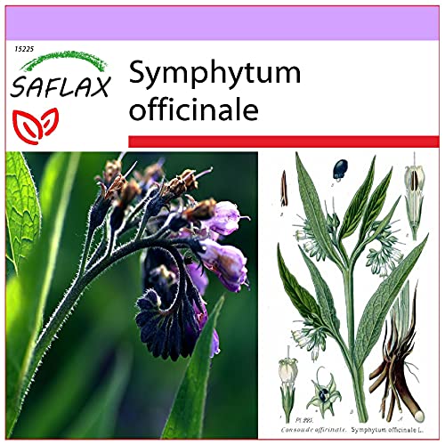 SAFLAX - Consuelda - 15 semillas - Symphytum officinale