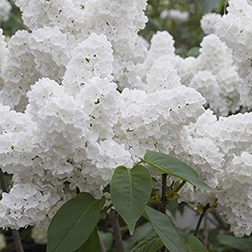 Semillas japonés lila árbol, 50pcs / Semillas Bolsa lila sol árbol Prefiero la demanda de agua Semillas de la flor blanca japonesa lila del árbol por un Bonsai