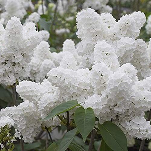 Semillas japonés lila árbol, 50pcs / Semillas Bolsa lila sol árbol Prefiero la demanda de agua Semillas de la flor blanca japonesa lila del árbol por un Bonsai