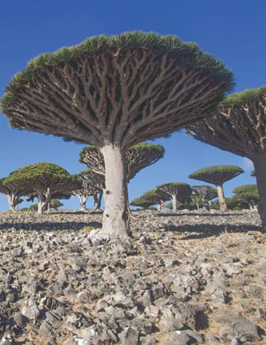 Socotra Dragon Blood Tree Notebook: Dragon Blood Tree in Socotra, Yemen Notebook, Large / Letter size, Lined Paperback Journal/Notebook for checklist, ... recording memories and jotting down ideas