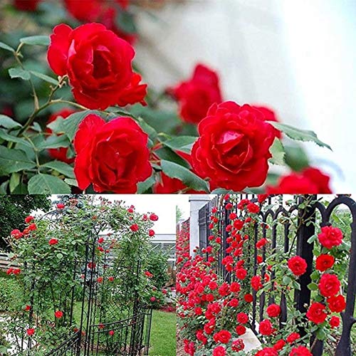 TOYHEART 100 Piezas De Semillas De Flores Premium, Semillas De Rosas Trepadoras, Cultivos De Colores Brillantes De Crecimiento Rápido, Semillas De Plantas De Jardín para Jardín Rojo Semillas de Rosas