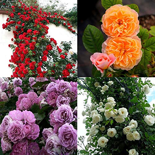 TOYHEART 100 Piezas De Semillas De Flores Premium, Semillas De Rosas Trepadoras, Cultivos De Colores Brillantes De Crecimiento Rápido, Semillas De Plantas De Jardín para Jardín Rojo Semillas de Rosas