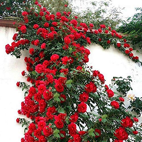 TOYHEART 100 Piezas De Semillas De Flores Premium, Semillas De Rosas Trepadoras, Cultivos De Colores Brillantes De Crecimiento Rápido, Semillas De Plantas De Jardín para Jardín Rojo Semillas de Rosas