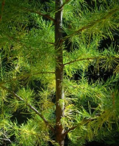 25 semillas de alerce europeo de árbol de pino de hoja perenne Pinetree Larix decidua