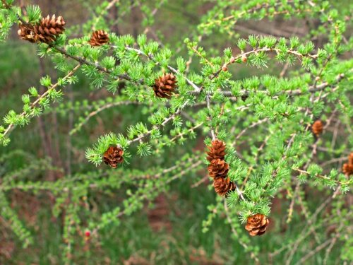 25 semillas de alerce europeo de árbol de pino de hoja perenne Pinetree Larix decidua