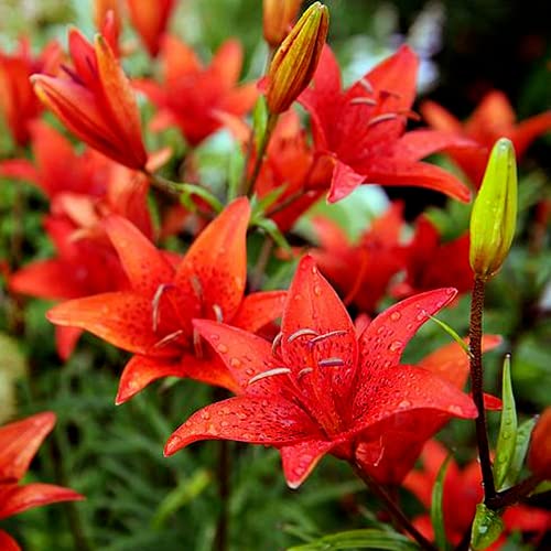 5 Piezas Mezcla De Bulbos De Lirio Flores Coloridas Plantación Eficiente Jardín Al Aire Libre Floración De Verano Polinización Llena De Ensueño Infinito