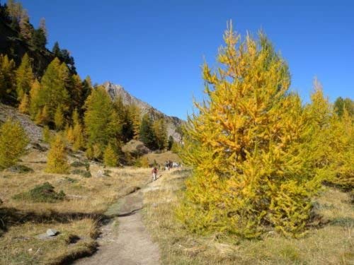 5 Semillas de Larix decidua Europea árbol de alerce