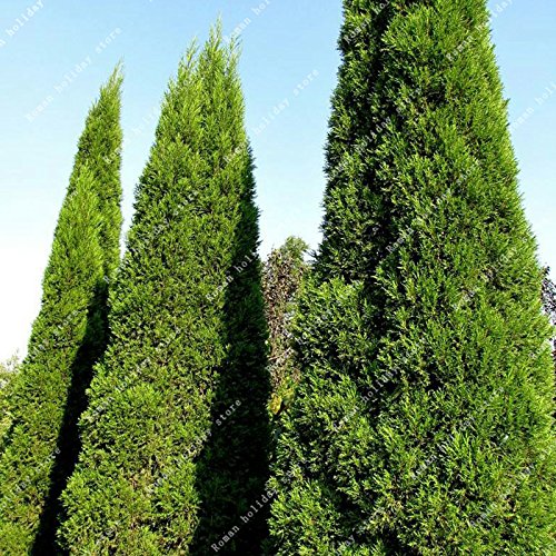 50 piezas vendedor caliente Thuja orientalis Los árboles de ciprés Platycladus orientales de Tuya Semillas Semillas de coníferas del jardín de DIY