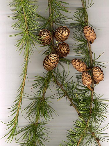 50 Semillas -Larix decidua- (Alerce europeo) By Samenchilishop