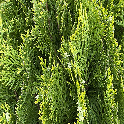 50 Semillas Tuya Orientalis, Árbol de la Vida (Thuja Oientalis)