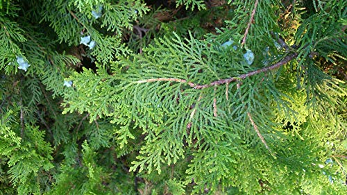 50 Semillas Tuya Orientalis, Árbol de la Vida (Thuja Oientalis)