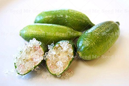 50pcs de frutas tropicales Semillas Semillas Finger Limes cítricos para Semillas Jardín Balcón plantas raras Bonsai fruta de árbol fruta Sabor Especial 2