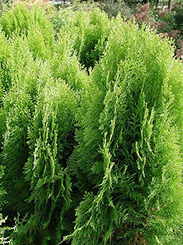 Americana de Tuya, Thuja occidentalis, semillas de árboles (Evergreen) Hedge 50pcs