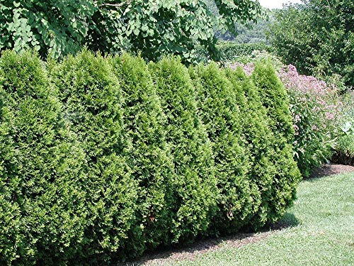 Americana de Tuya, Thuja occidentalis, semillas de árboles (Evergreen) Hedge 50pcs