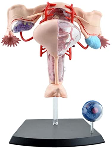 Anatomía Modelo, Modelo de Asamblea Modelo anatómico de la enseñanza de medicina femenino Útero modelo compuesto de Ayudas de órganos del cuerpo humano anatomía del aparato reproductor femenino Compat