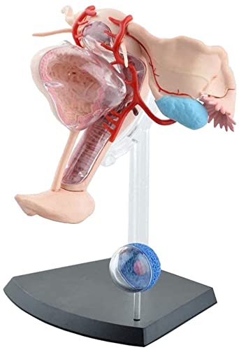 Anatomía Modelo, Modelo de Asamblea Modelo anatómico de la enseñanza de medicina femenino Útero modelo compuesto de Ayudas de órganos del cuerpo humano anatomía del aparato reproductor femenino Compat