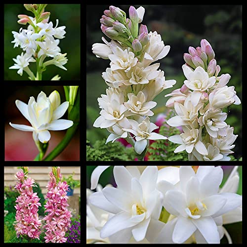 Bulbo de nardo, Floral, Interior o exterior, Exquisitas flores cortadas y plantas verdes vivas-10Bulbos