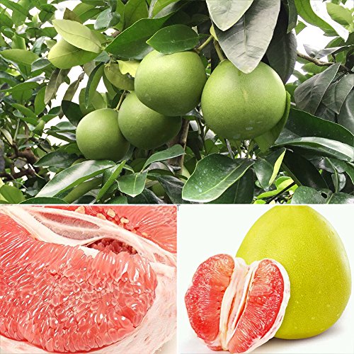 C-LARSS 20Pcs Semillas Pomelo Rojo Citrus Maxima Pomelo Jabong Shaddock Semillas De Plantas De árboles Frutales