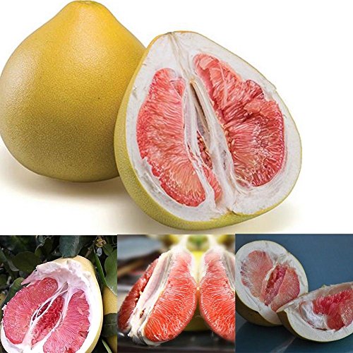 C-LARSS 20Pcs Semillas Pomelo Rojo Citrus Maxima Pomelo Jabong Shaddock Semillas De Plantas De árboles Frutales