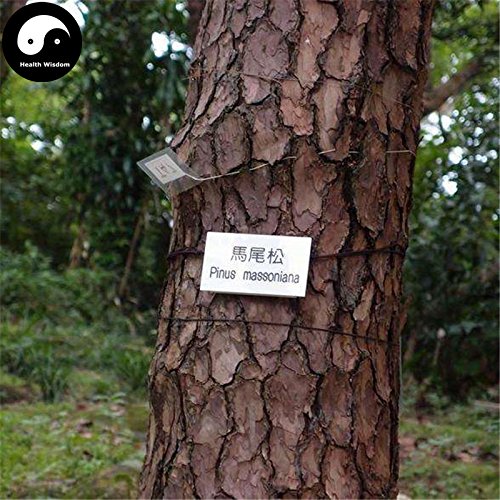 Comprar semillas de Pinus massoniana árbol 200pcs Planta Mason pino pinaster Árbol de China