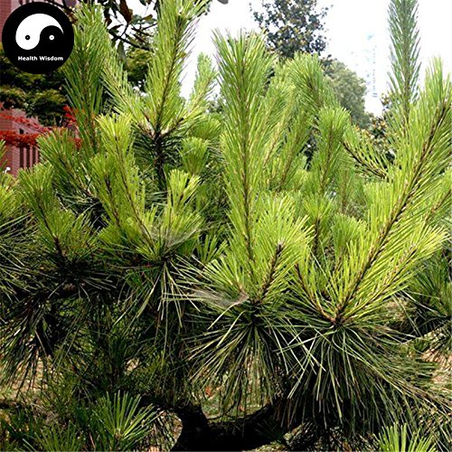 Comprar semillas de Pinus massoniana árbol 200pcs Planta Mason pino pinaster Árbol de China