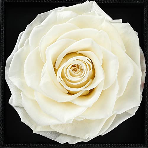 E-MANIS Rosa Eterna Caja de Joyería Preservadas a Mano Bella y La Bestia, San Valentin Novia Regalos para Bodas de Oro Aniversario Pareja Originales para Mujer tu Madre Cumpleaños Navidad (Blanco)