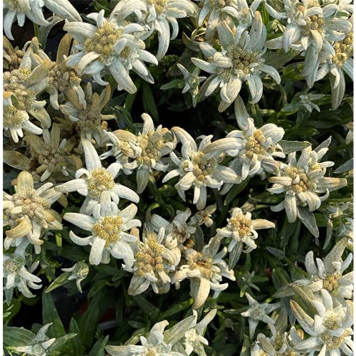 Edelweiss 'Vroni' – Leontopodium alpinum 'Vroni', en maceta 12 cm – 12 cm