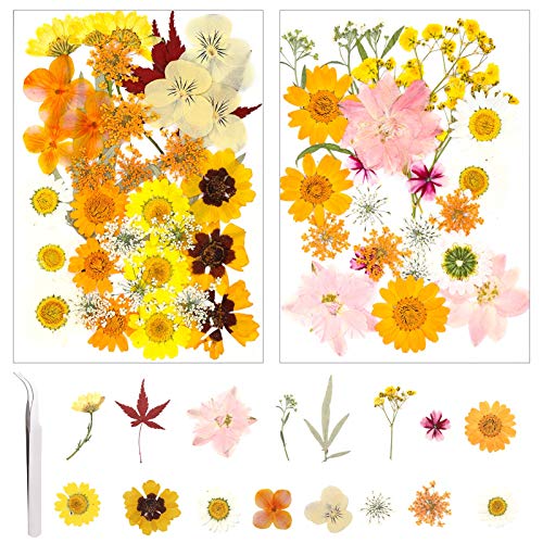 FRIUSATE 75 Piezas Flores Secas Prensadas Naturales Flores y Hojas de Margaritas Prensadas Secas para DIY Joyería de Resina Uñas Colgantes Manualidades Adornos Florales