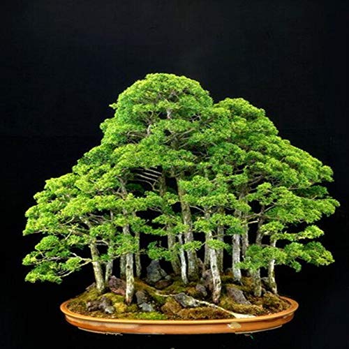 Juniper Bonsai Tree Seeds Potted Flowers Office Bonsai Purify The Air Absorb Harmful Gases - 5 Pcs/Lot