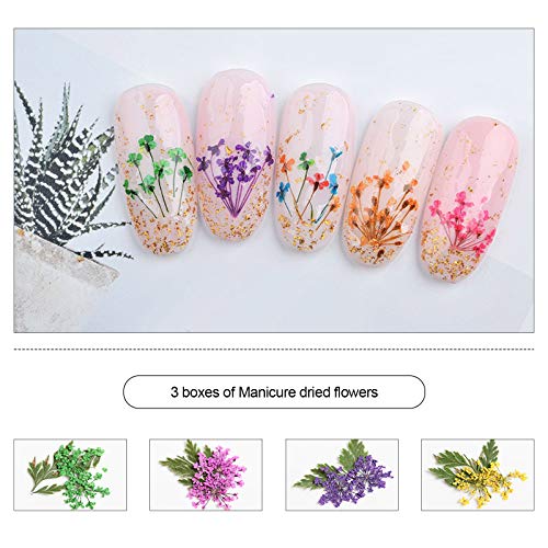 Kit de 3 cajas para decoración de uñas, diseño de flores secas 3D naturales secas de cinco pétalos, margaritas, hojas de Gypsophila con pinzas para manicura, decoración de uñas