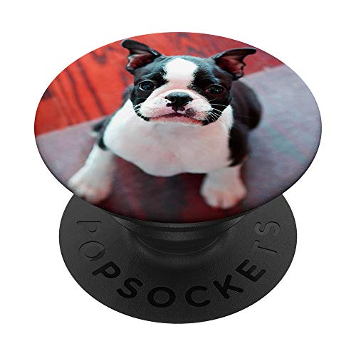 Lindo Boston Terrier perro foto diseño cachorro PopSockets PopGrip Intercambiable