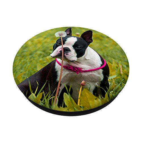 Lindo Boston Terrier perro foto diseño en hierba PopSockets PopGrip Intercambiable