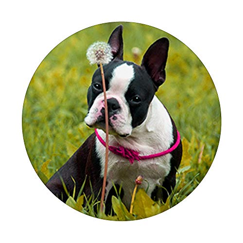 Lindo Boston Terrier perro foto diseño en hierba PopSockets PopGrip Intercambiable