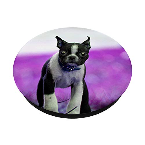 Lindo Boston Terrier perro foto diseño en púrpura PopSockets PopGrip Intercambiable