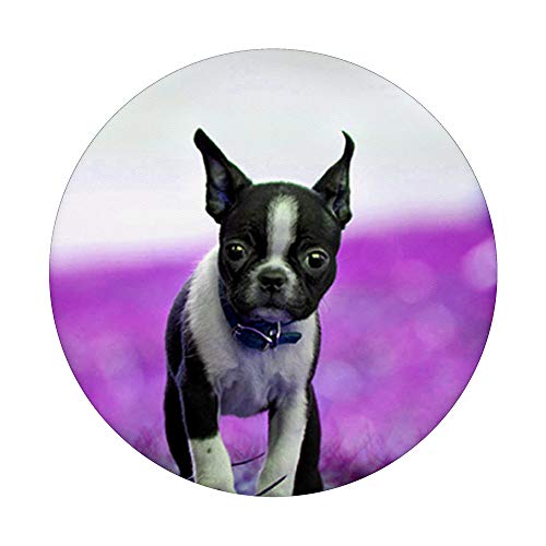 Lindo Boston Terrier perro foto diseño en púrpura PopSockets PopGrip Intercambiable