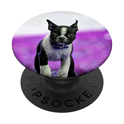 Lindo Boston Terrier perro foto diseño en púrpura PopSockets PopGrip Intercambiable