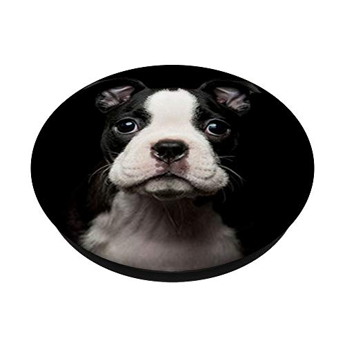 Lindo Boston Terrier - Retrato de fotos para perro, diseño en blanco PopSockets PopGrip Intercambiable