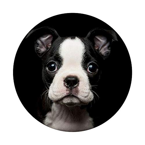 Lindo Boston Terrier - Retrato de fotos para perro, diseño en blanco PopSockets PopGrip Intercambiable